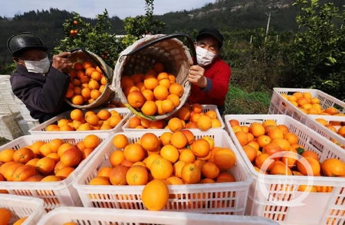 重慶特產戰疫① 重慶農特產品集中 觸網 ,與企業建立 一對一 保姆式服務